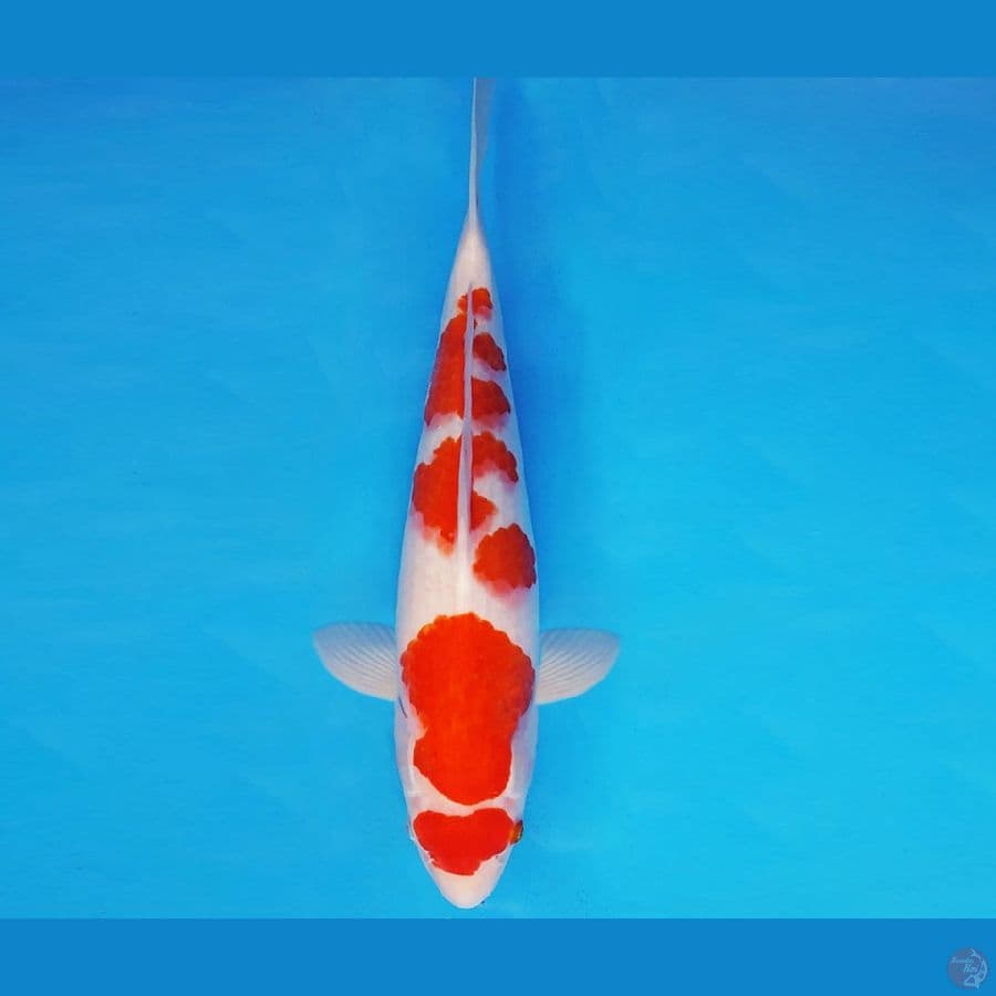 AKAGI 17 - KOHAKU 35 cm/fm ®