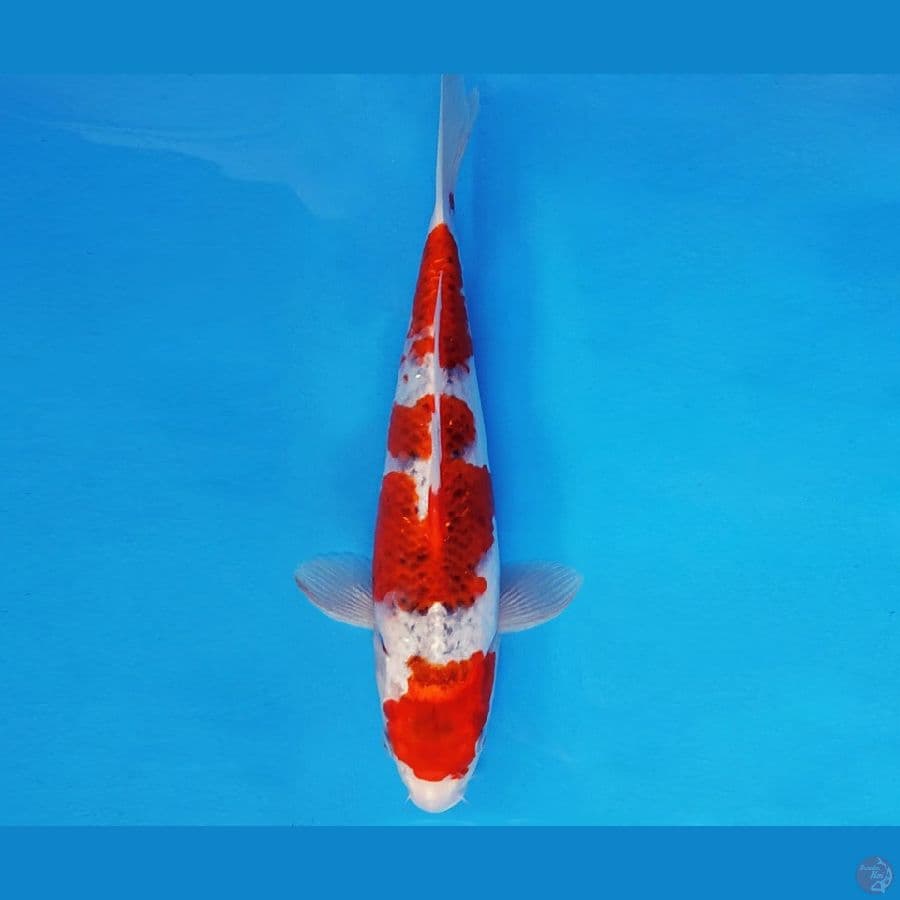 AKAGI 18 - GOSHIKI 33 cm/fm ®