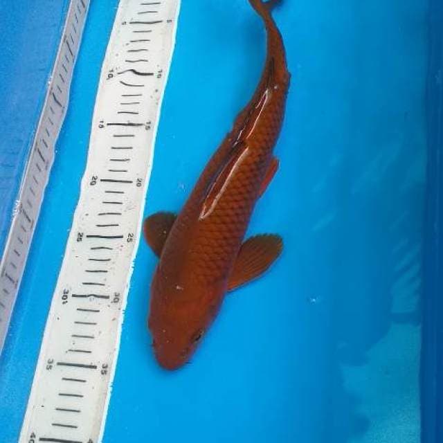 Chagoi Tembaga 35cm Male