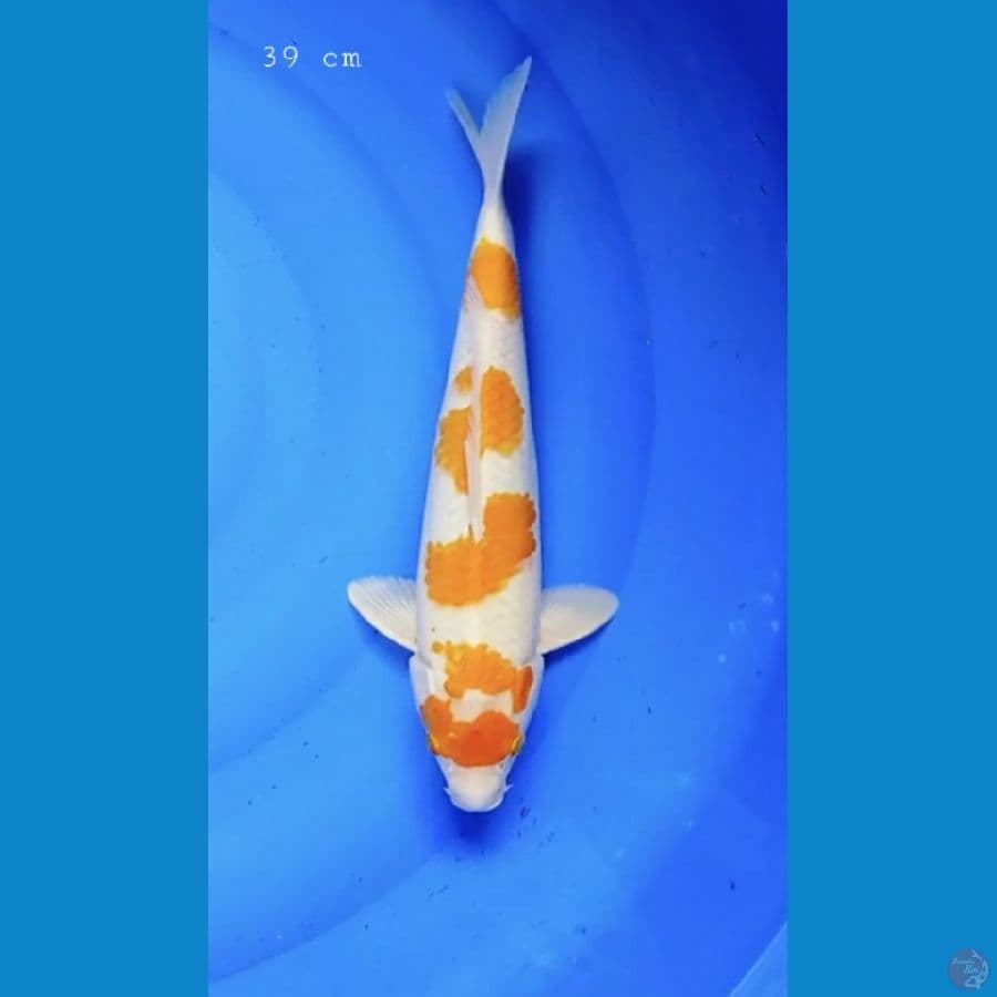 kijiro 39 cm / ml