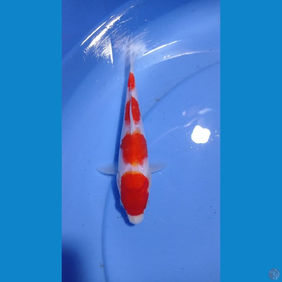 kohaku step 4 17cm