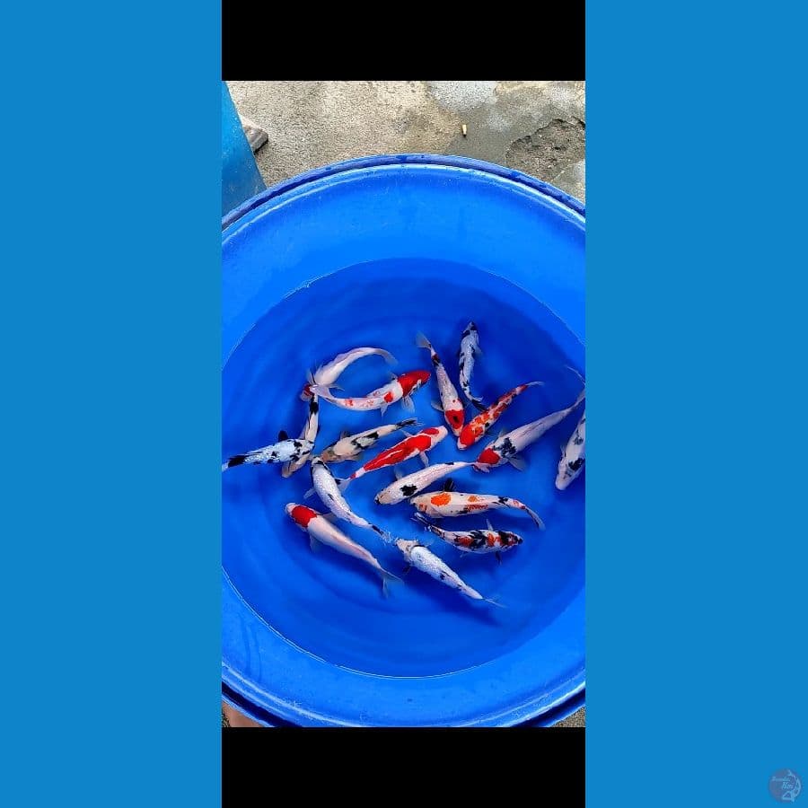 Mix Ginrin showa shiro 17ekor