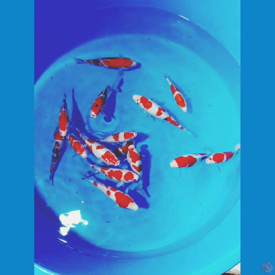 kohaku sangke SQ 15 25 cm ori