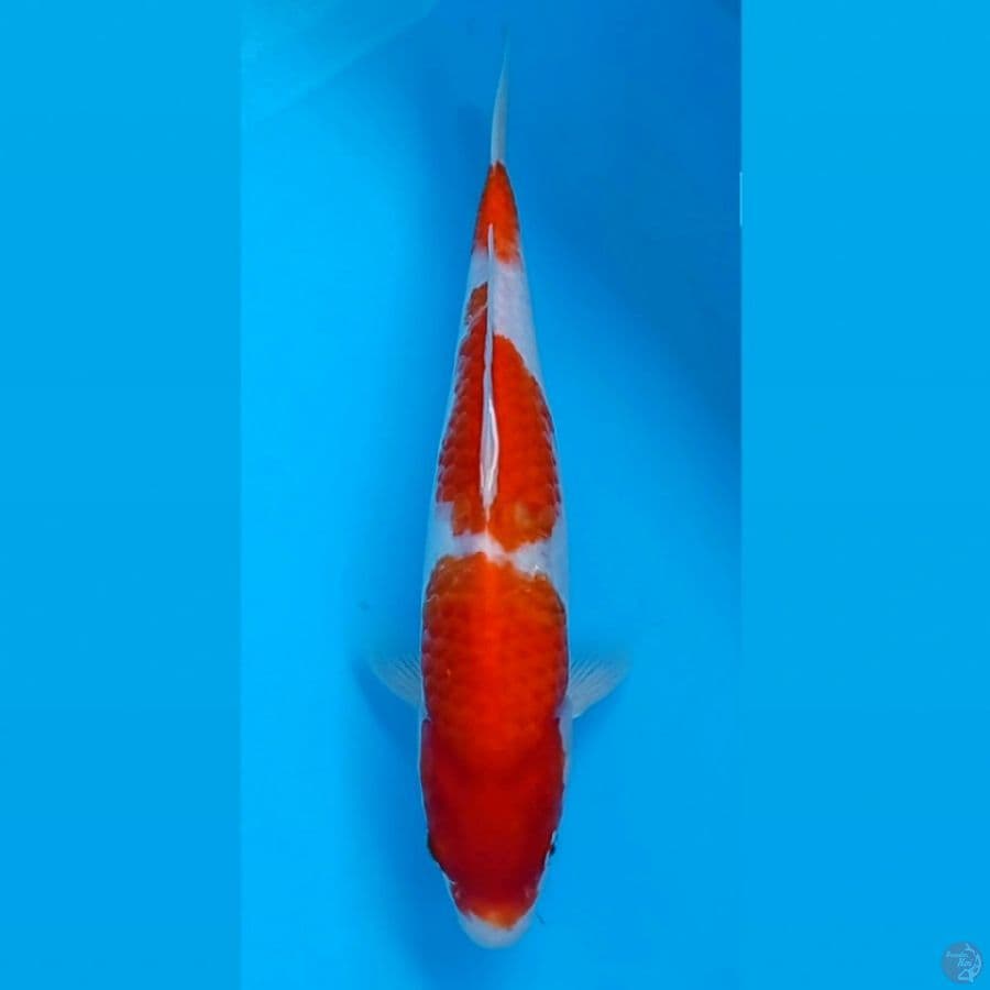 kohaku, 30 cm