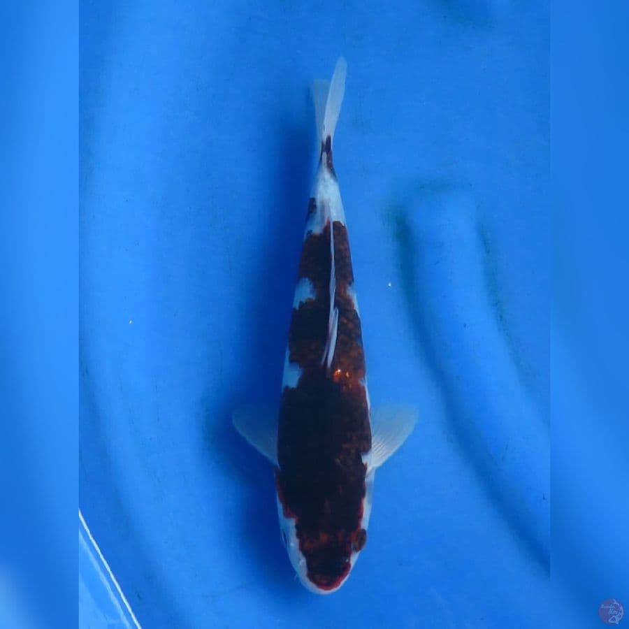 28cm , Budo Koromo