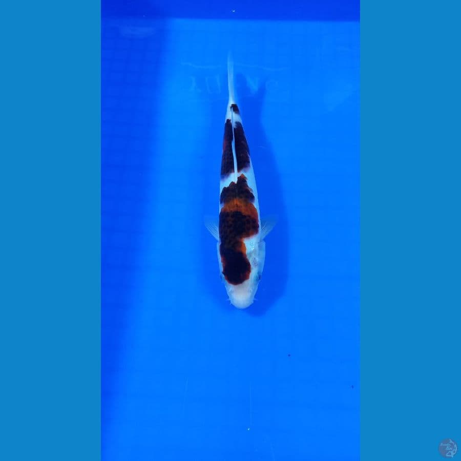 goromo 23 cm
