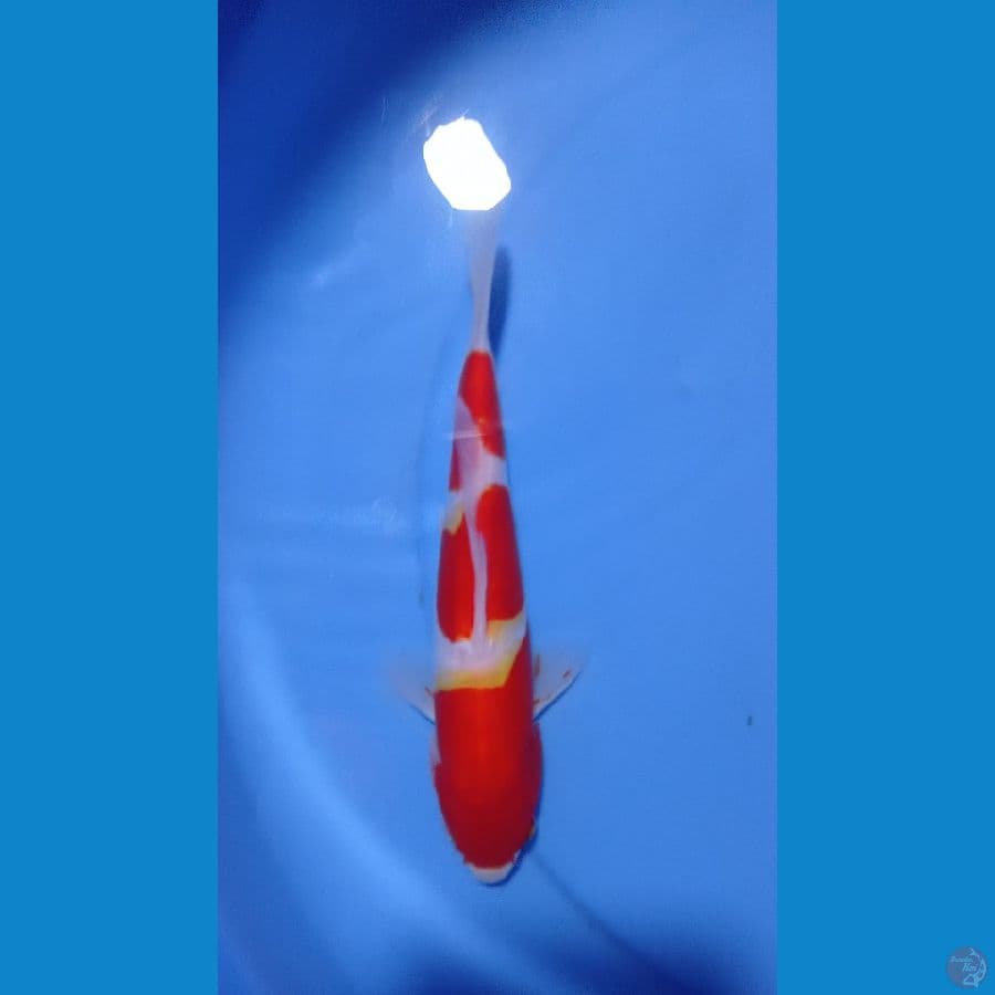 kohaku step 3