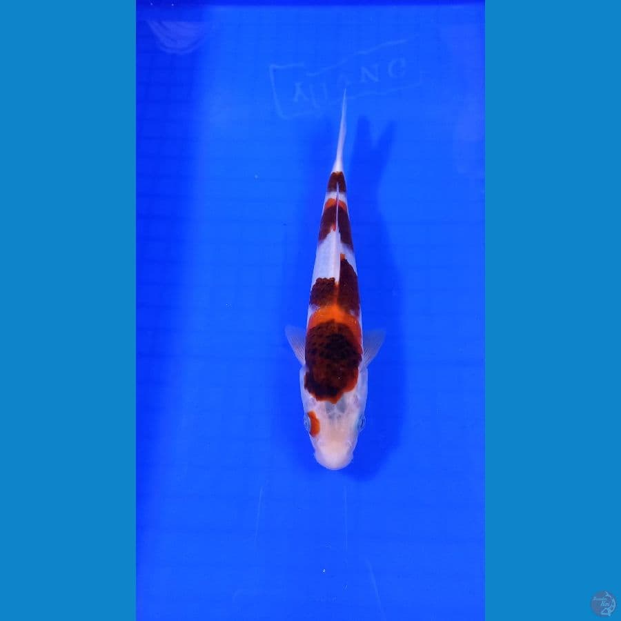 goomo 23 cm