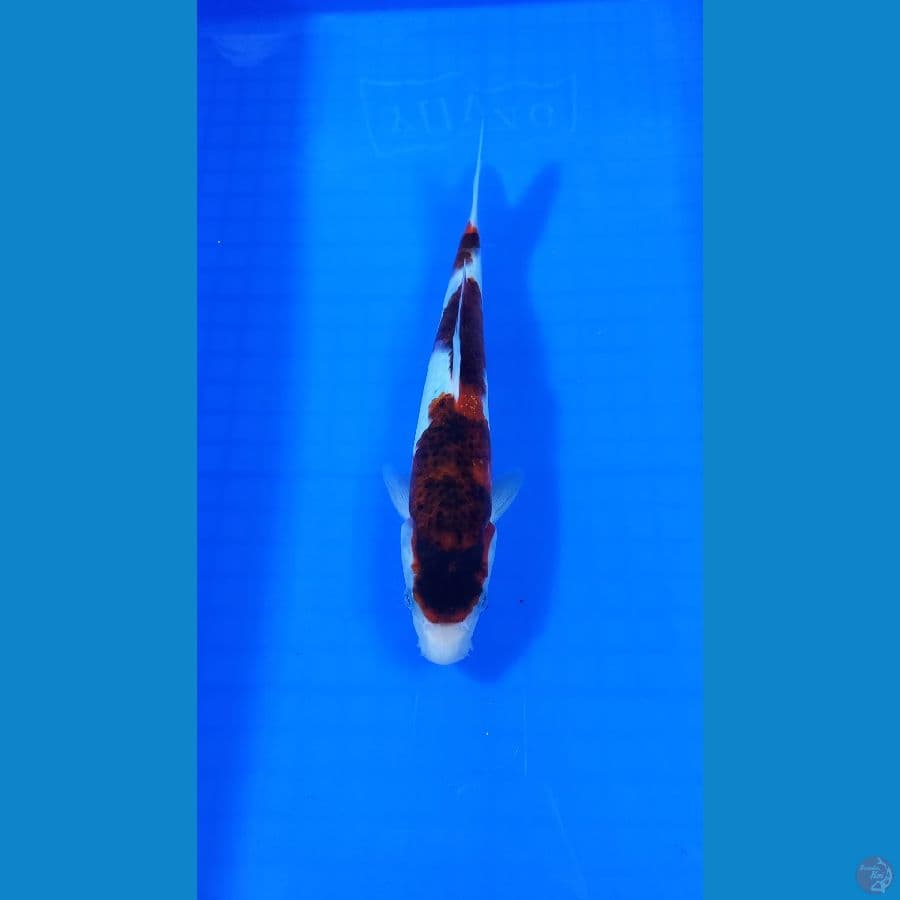 goromo 25 cm