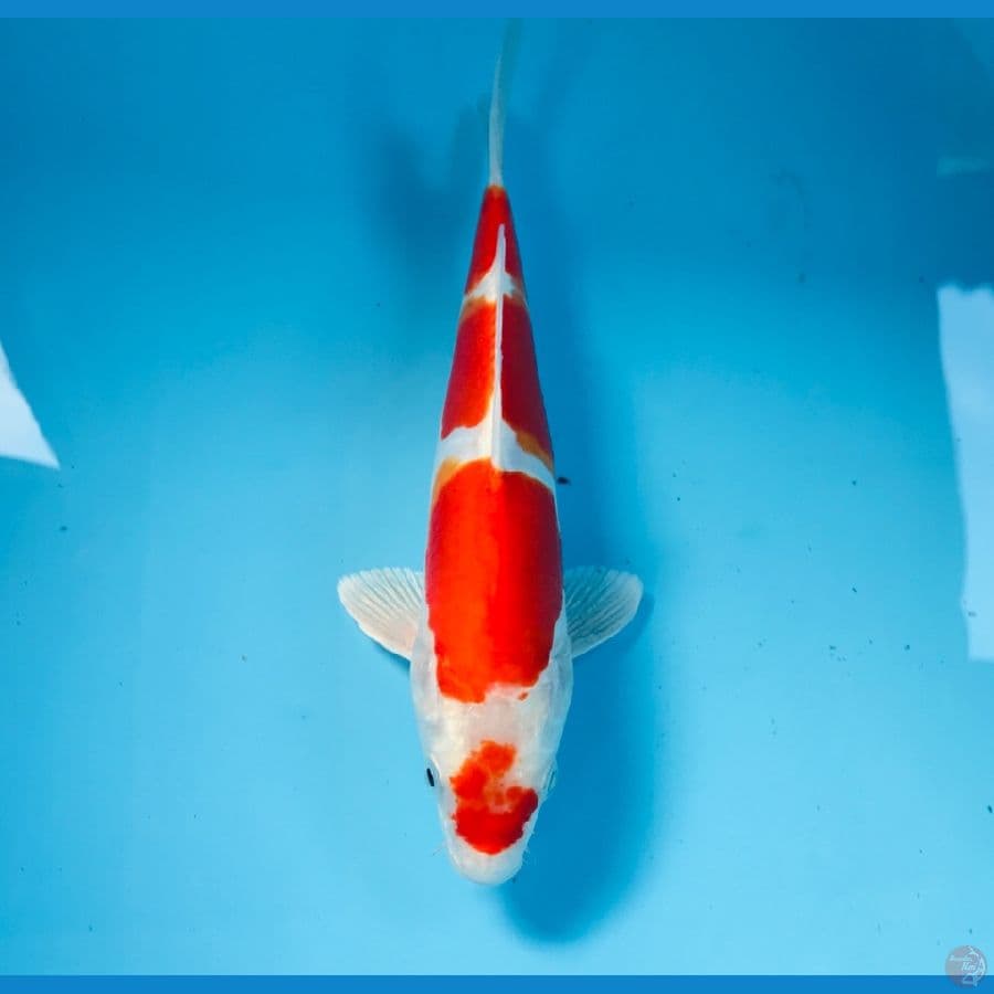 kikushui, 23 cm