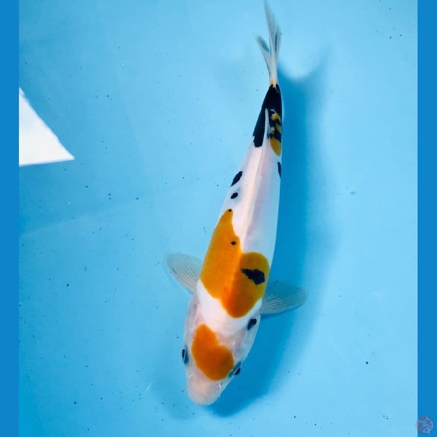rare yellow sanke doitsu, 20 cm
