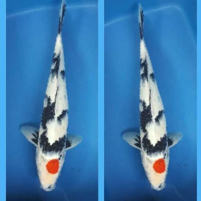 tancho showa mesle 40cm