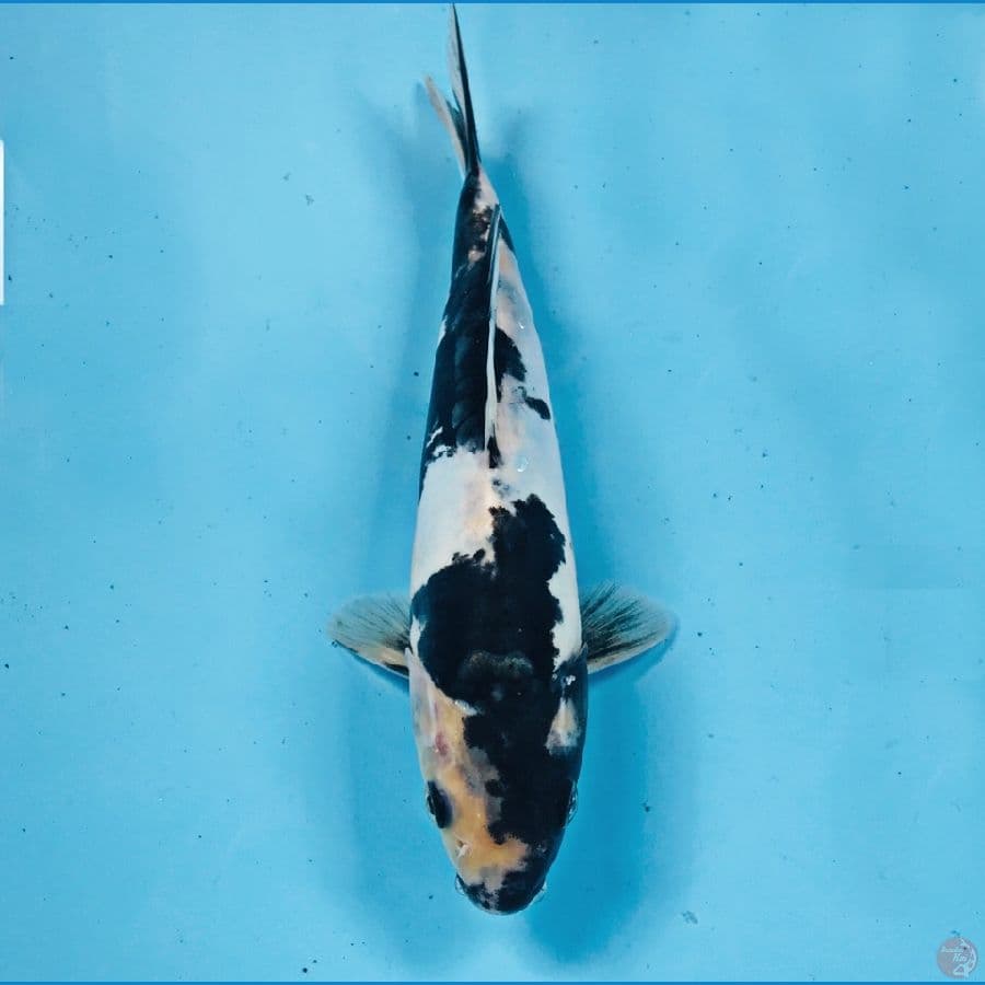 shiro doitsu, 22 cm