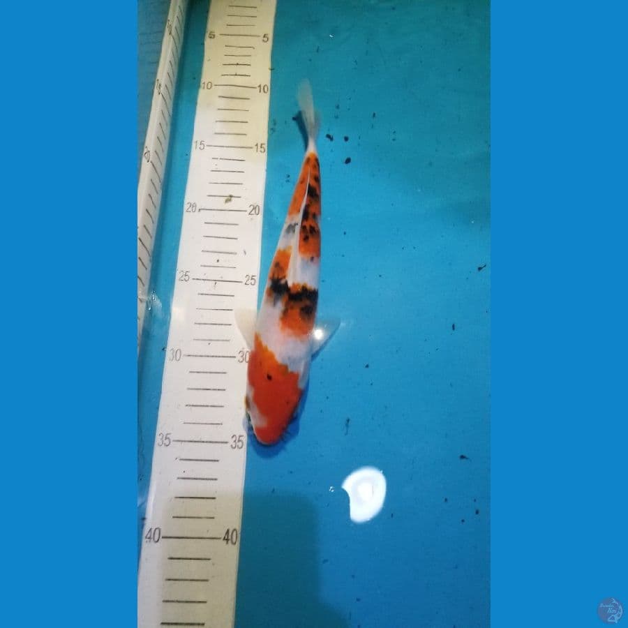 super sanke 24cm