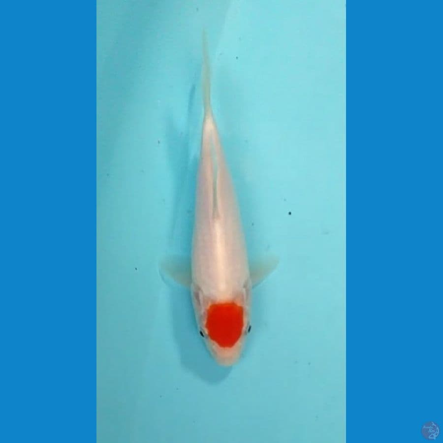Tc. kohaku