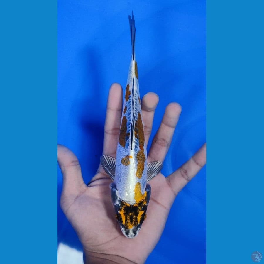 kin kiko.. 21cm