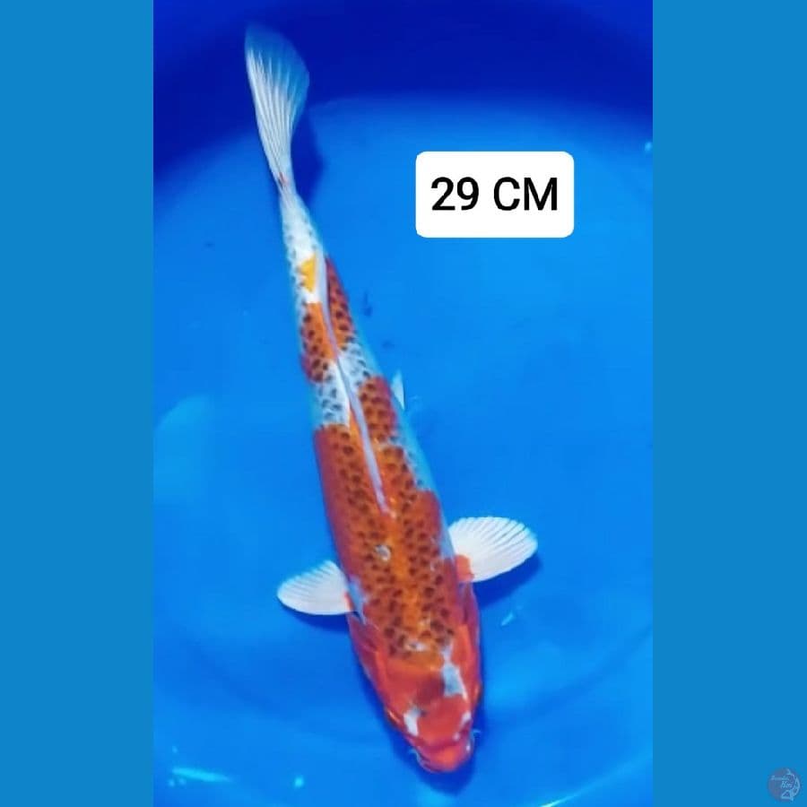 KUJAKU 29 CM