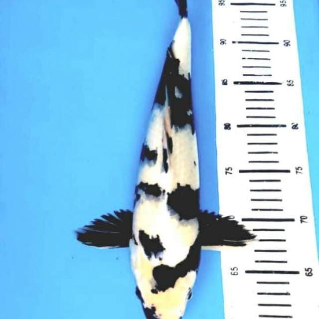 Shiro good patern 40cm