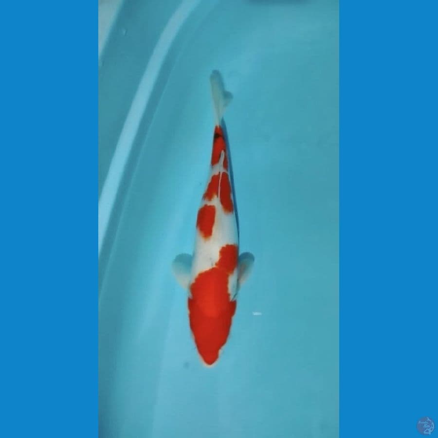 Sanke 37cm