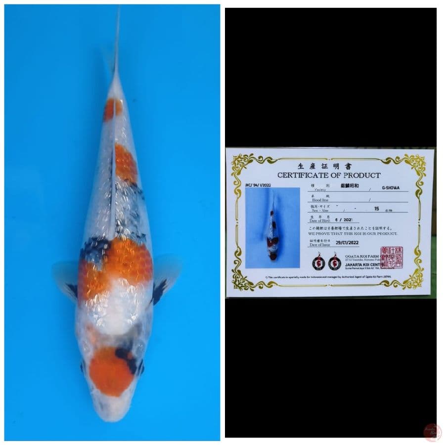 Ogata Maruten Showa Ginrin