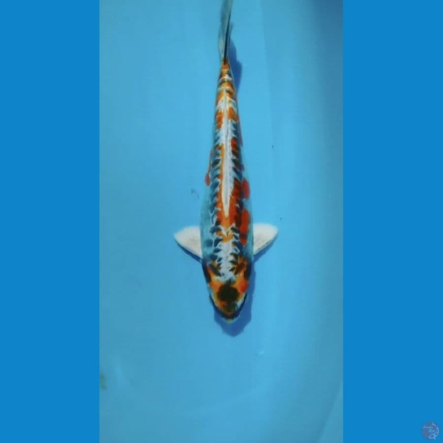 Kiko 33cm
