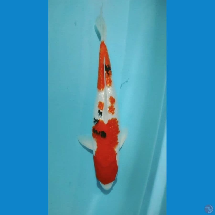 Sanke Ginrin 34cm