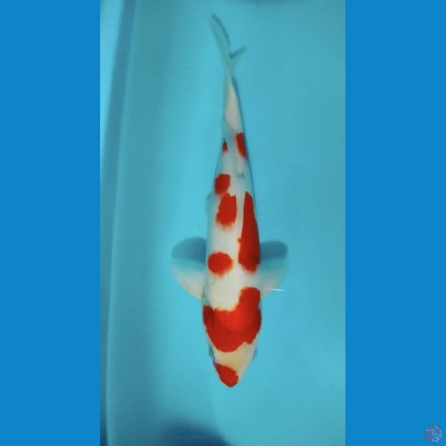 Sanke 31cm