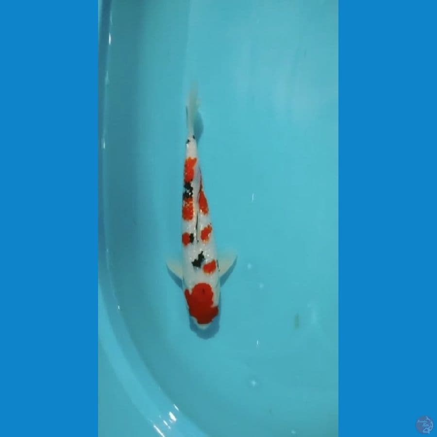Sanke Ginrin 31cm