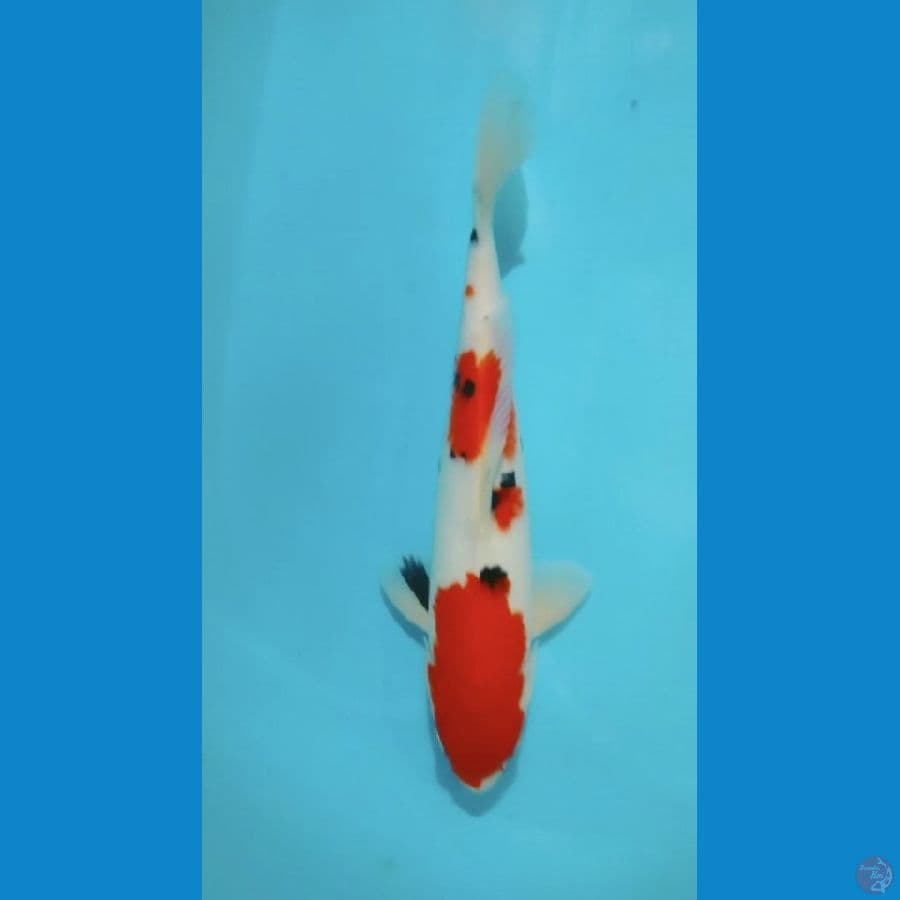 Sanke 31cm