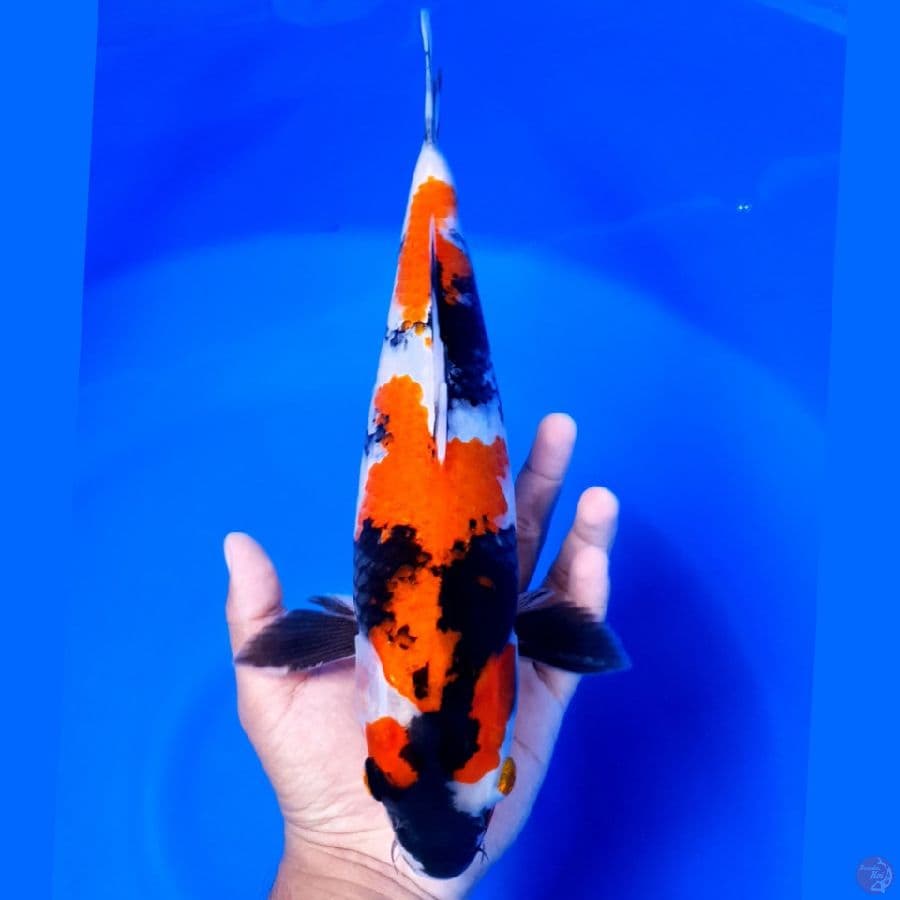 kindai Showa 32cm Original
