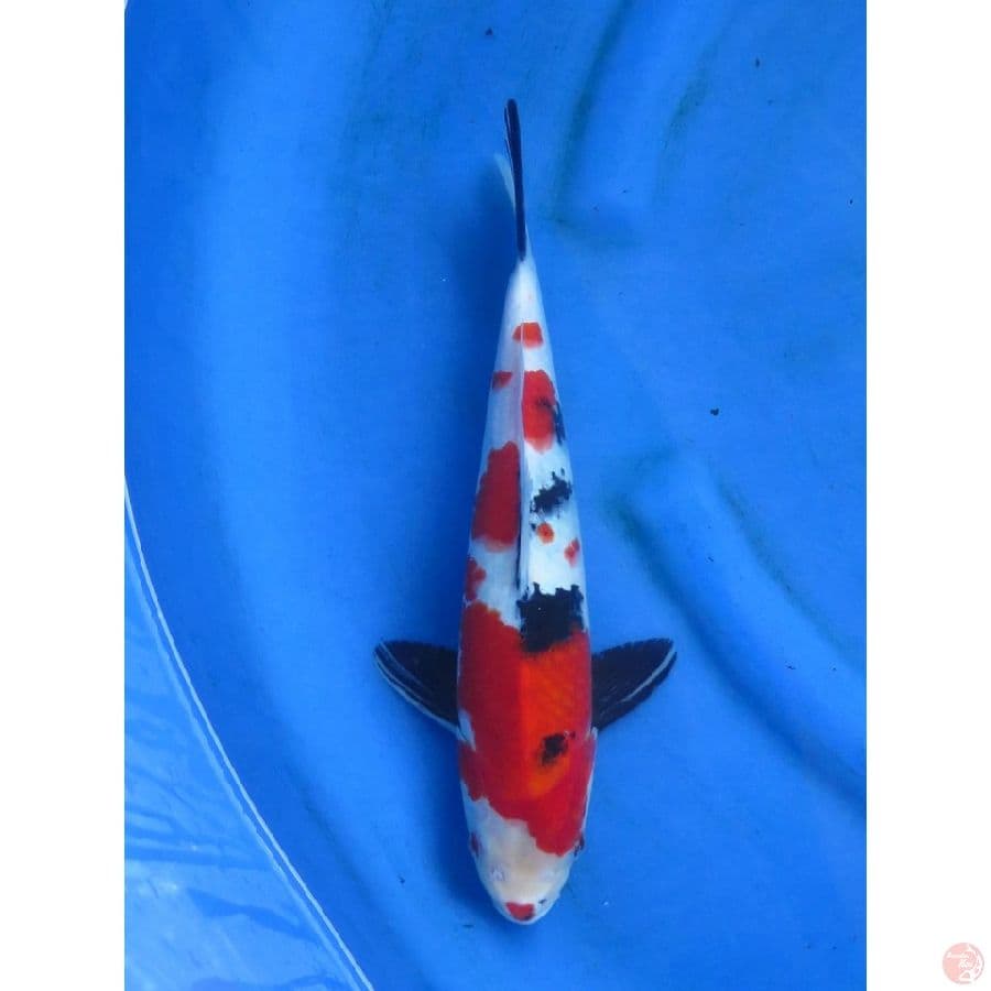 33cm , Red Showa