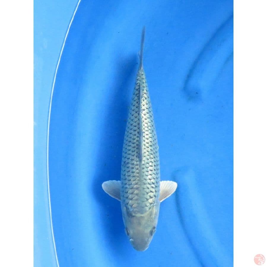 32cm , Soragoi Ginrin