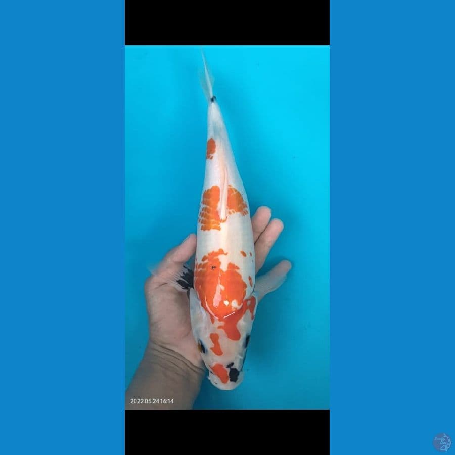 showa berpunuk