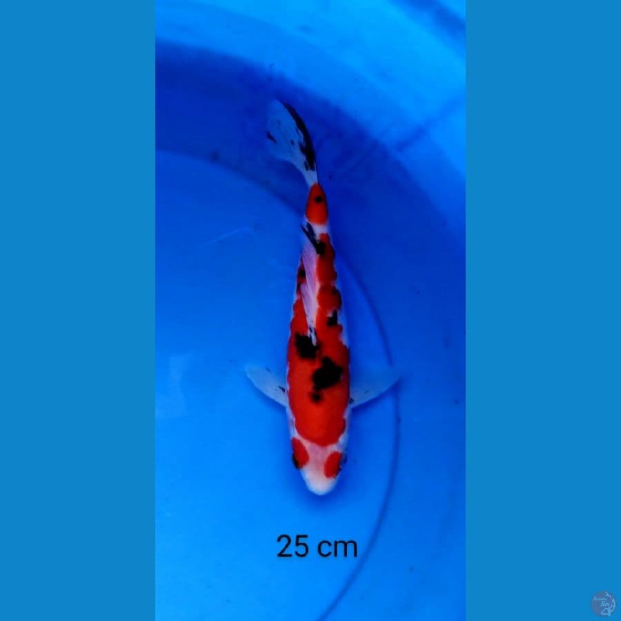 sanke kacamata 25 cm
