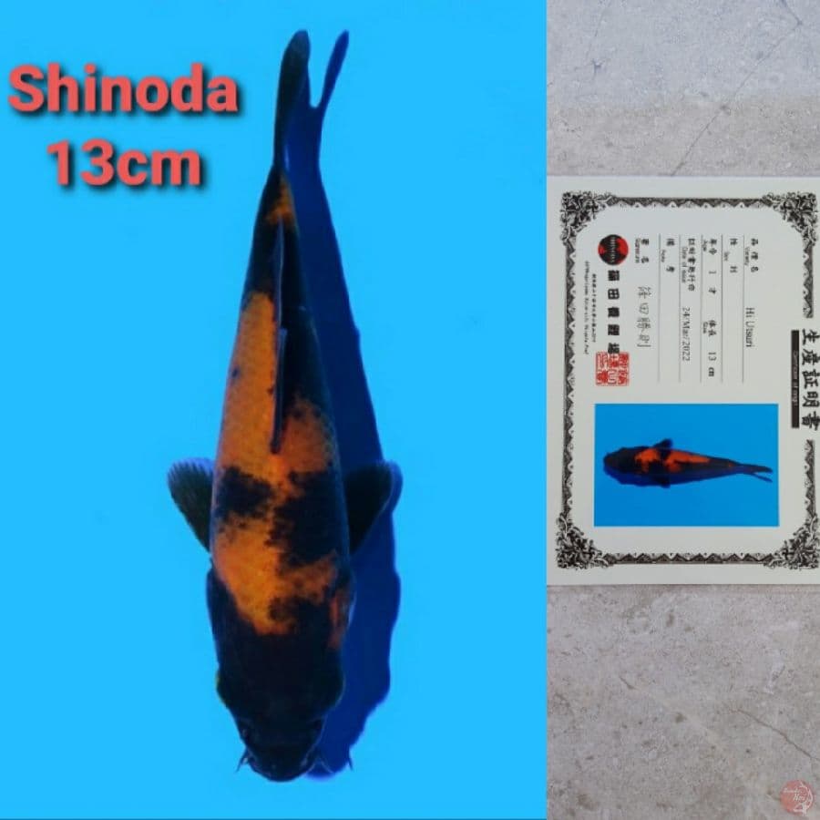 SHINODA HI-UTSURI SERTIFIKAT