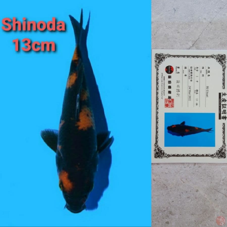 SHINODA HI-UTSURI SERTIFIKAT
