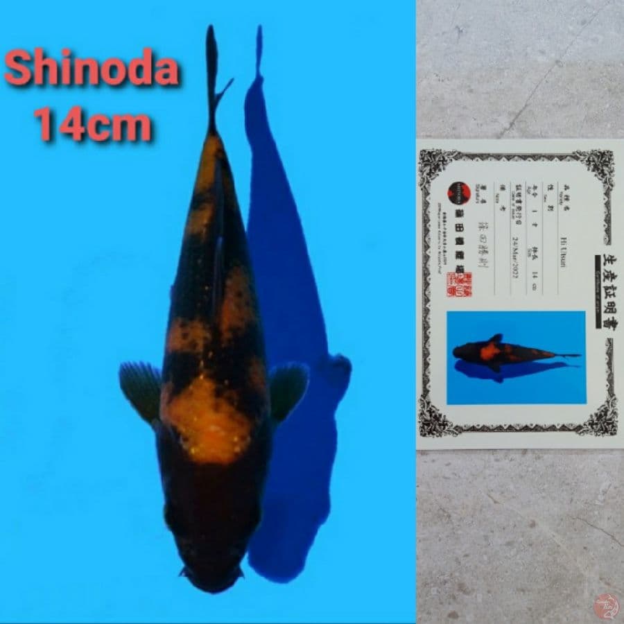 SHINODA HI-UTSURI SERTIFIKAT