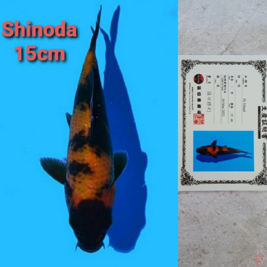 SHINODA HI-UTSURI SERTIFIKAT