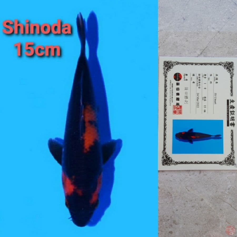 SHINODA HI-UTSURI SERTIFIKAT