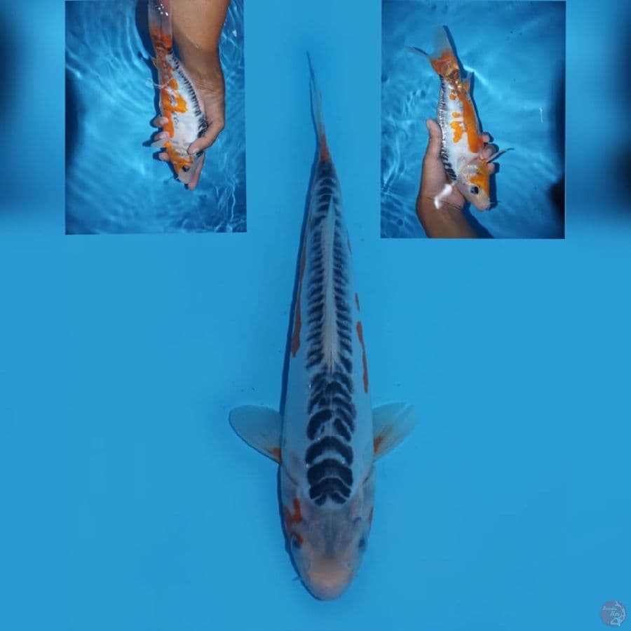 30bu - Shusui jantan