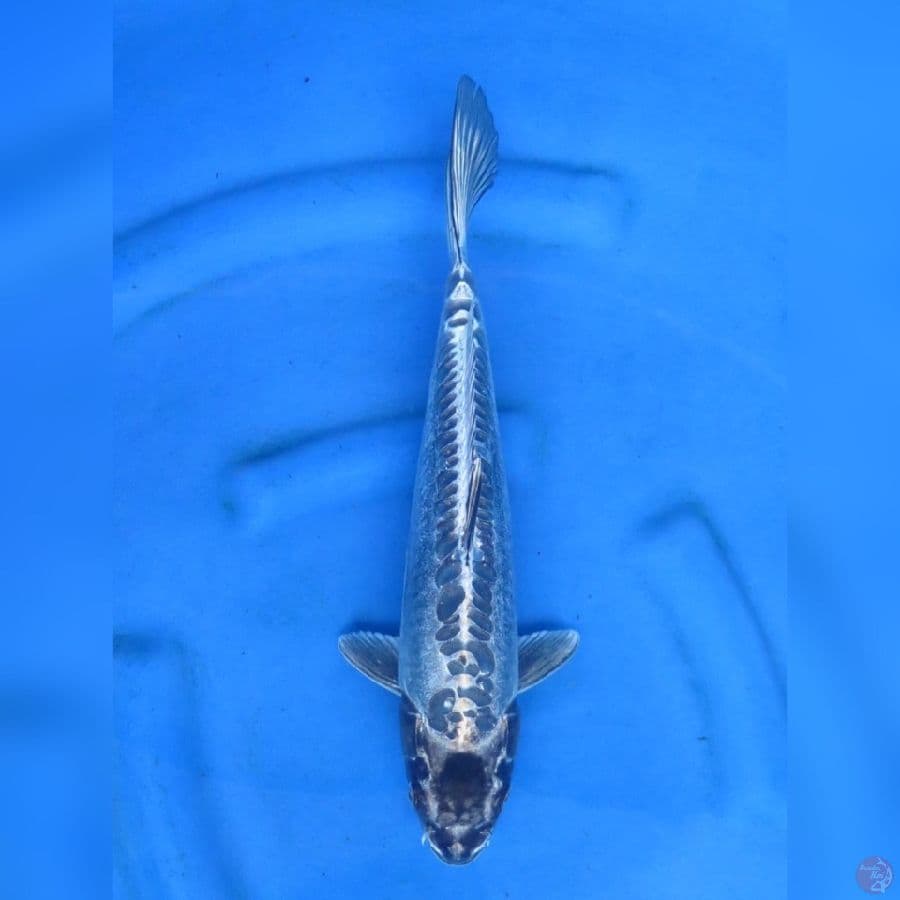 38cm , Kiko ring naga jantan ,