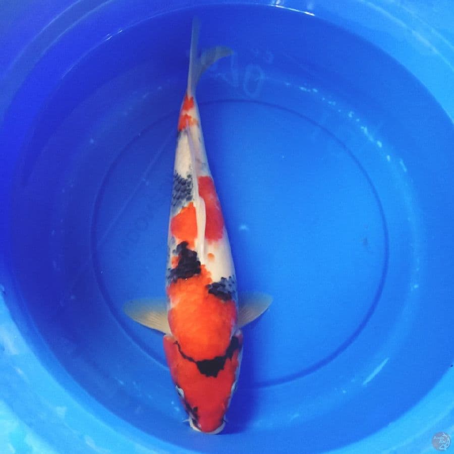 Showa, 43 cm