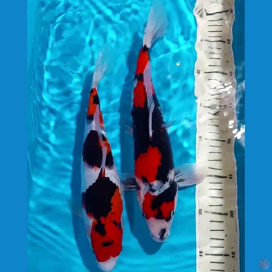 BLACK STRONG SHOWA 29&32 CM