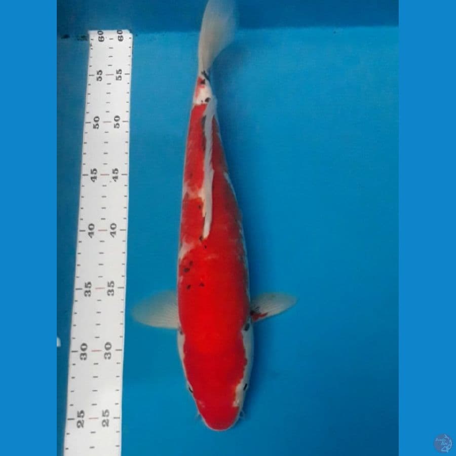 Beni Kawabake 34 cm