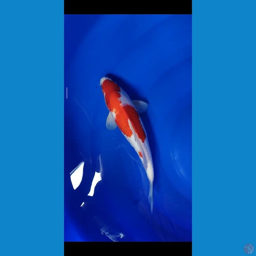 Kohaku F1 ,Good Body