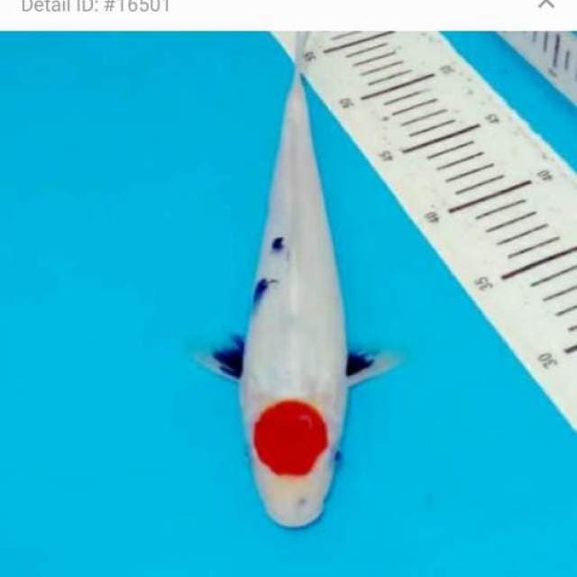 Tancho showa motogoro 35 cm...