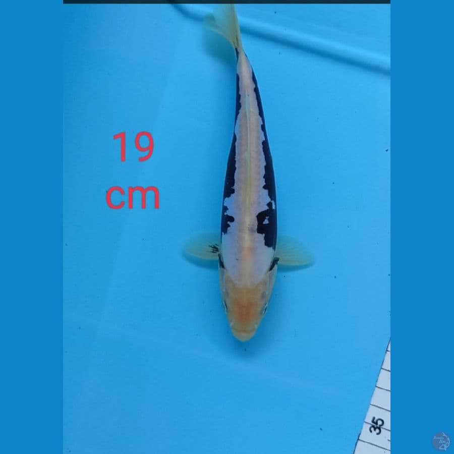 Kumonryu ???????? 19 cm