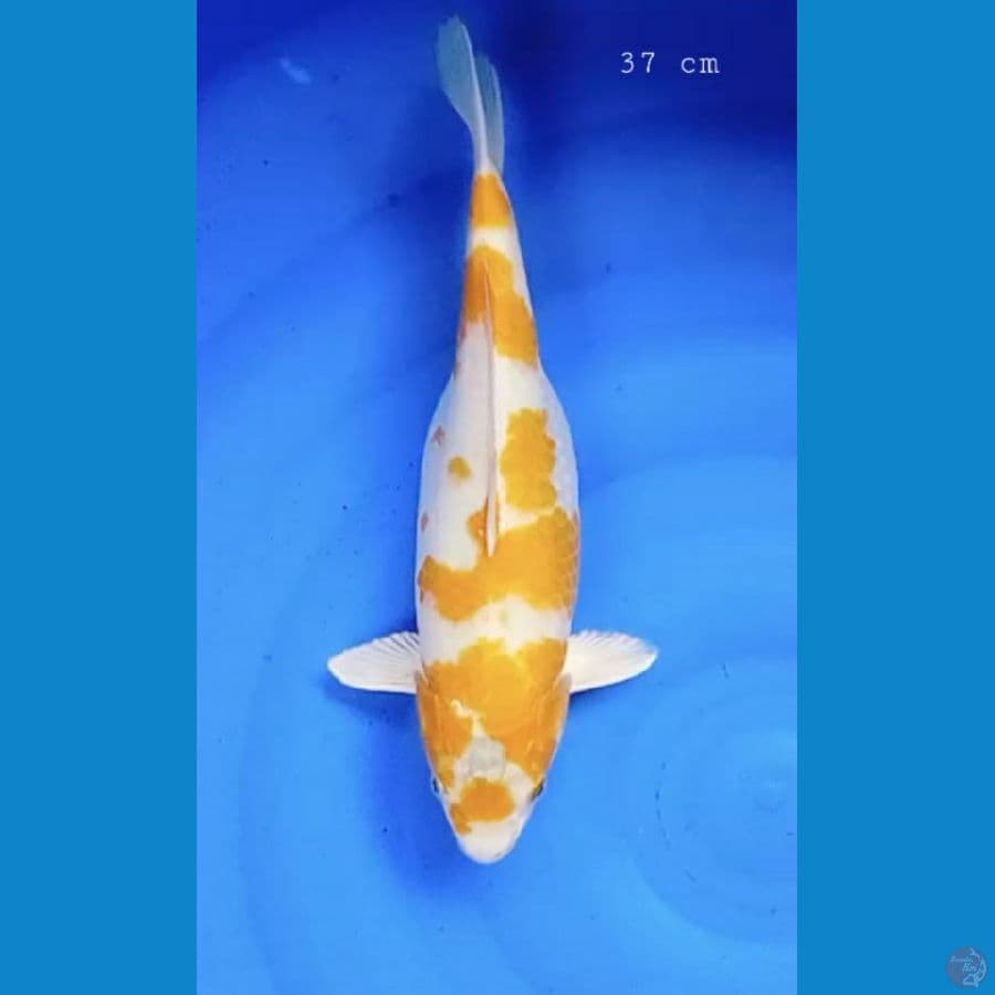 Kijiro 37 cm/fml