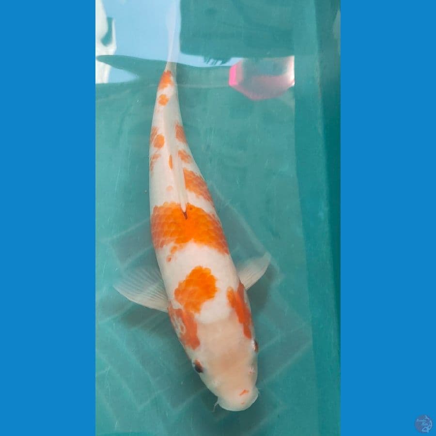 kijiro 38cm