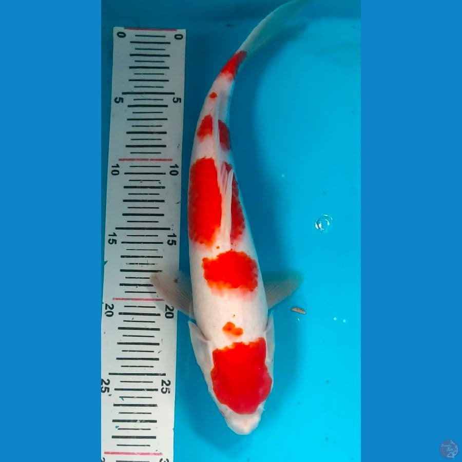 kohaku 33cm original